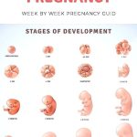 week pregnancy