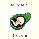 17 weeks pregnant – Feel the Development Of The Baby