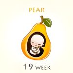 19 weeks pregnant – Feel The Baby Grow